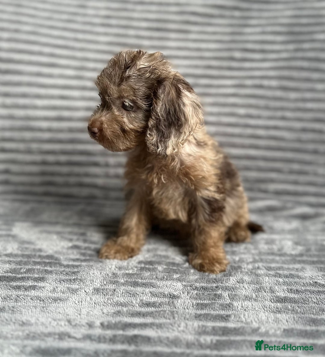 Cockapoo dogs for sale: Beautiful cockapoos looking for forever homes - Image 4
