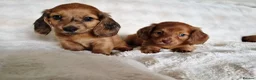 Miniature Dachshund dogs for sale: Longhair miniature dachshund puppys  - Advert 12