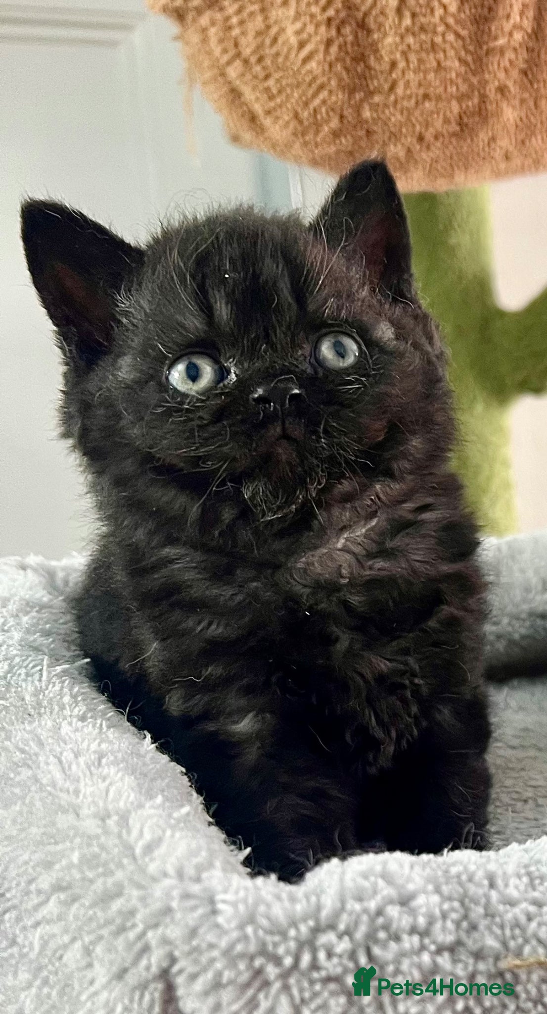 Selkirk Rex cats Stunning Selkirk Rex kittens - Advert 16