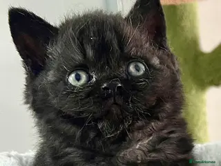 Selkirk Rex cats Stunning Selkirk Rex kittens - Advert 16