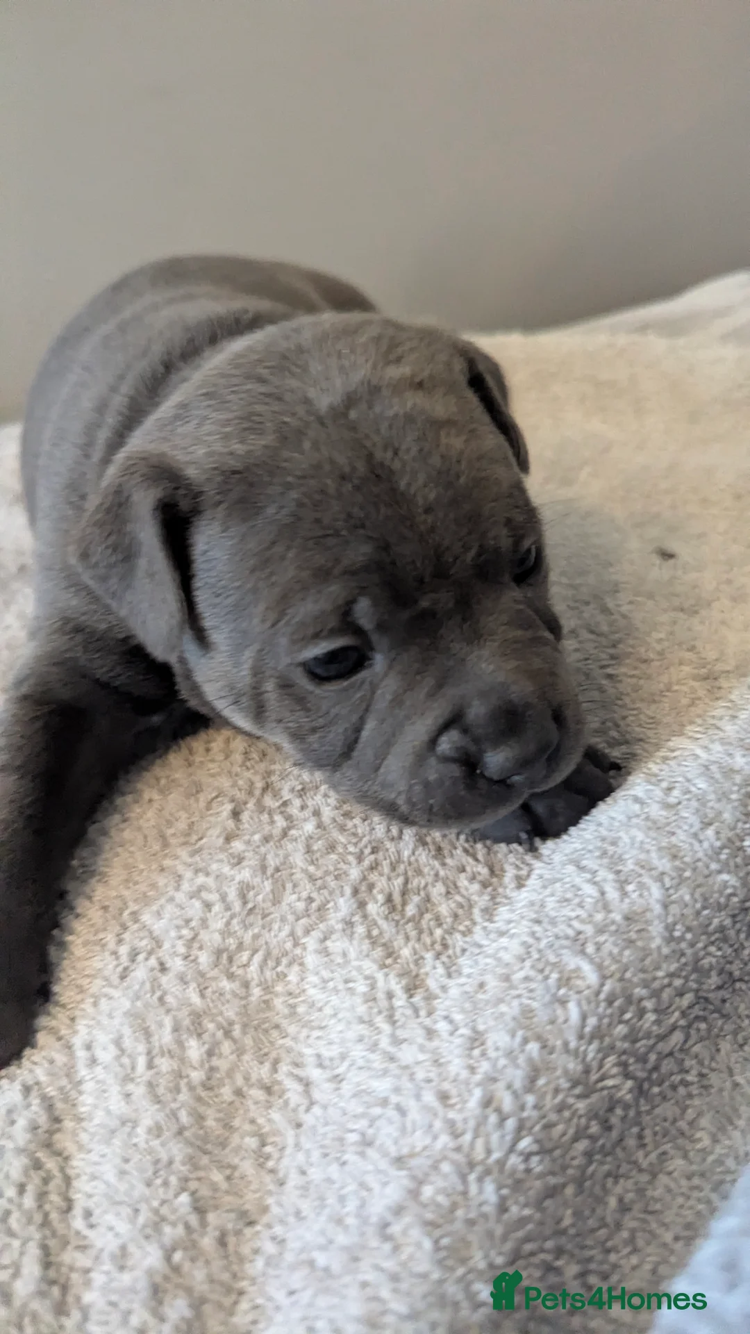 Staffordshire Bull Terrier dogs for sale: Beautiful KC reg Staffordshire bull terriers - Advert 35