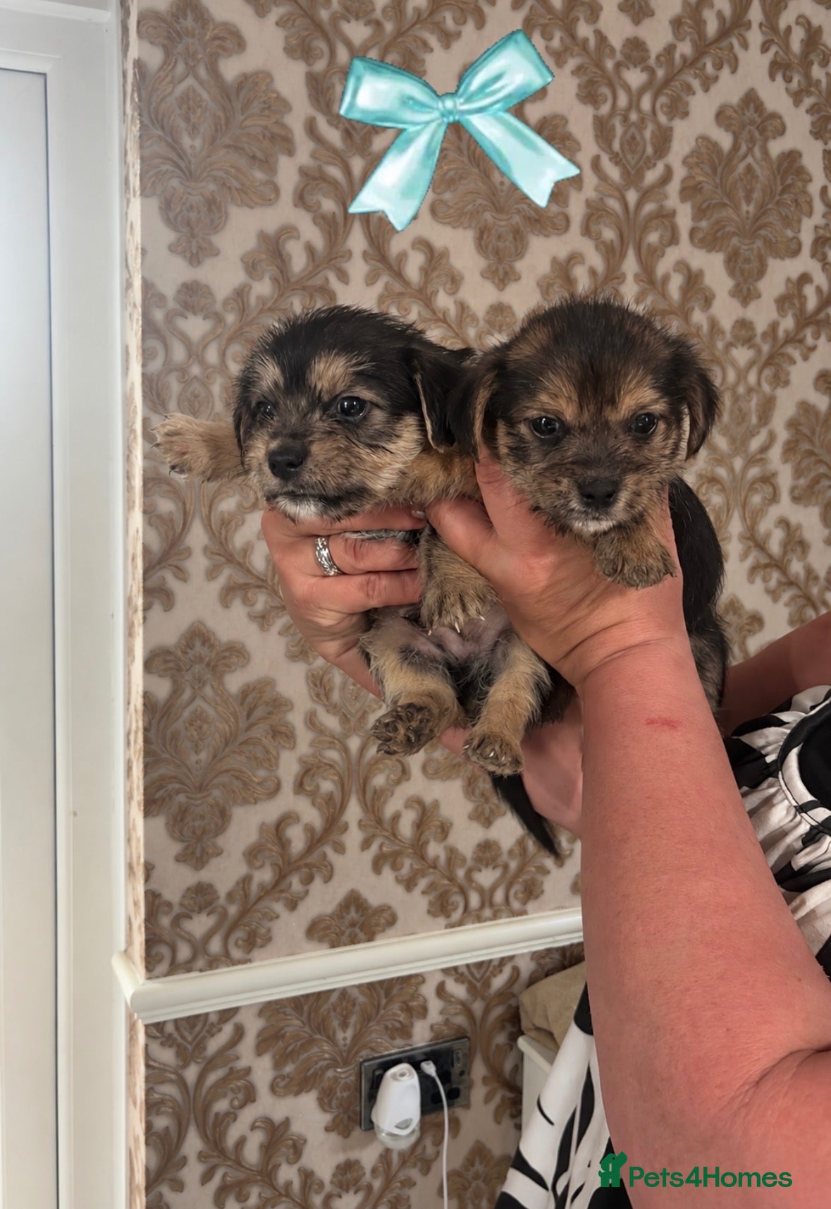 Mixed Breed dogs Beautiful Jack Russel x Shih Tzu - Advert 1