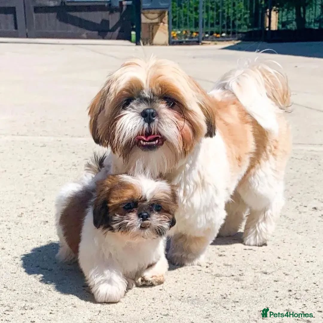 Shih Tzu dogs Lovely male and female Shih tzu puppies for sale  - Advert 1