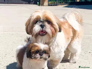 Shih Tzu dogs Lovely male and female Shih tzu puppies for sale - Advert 1