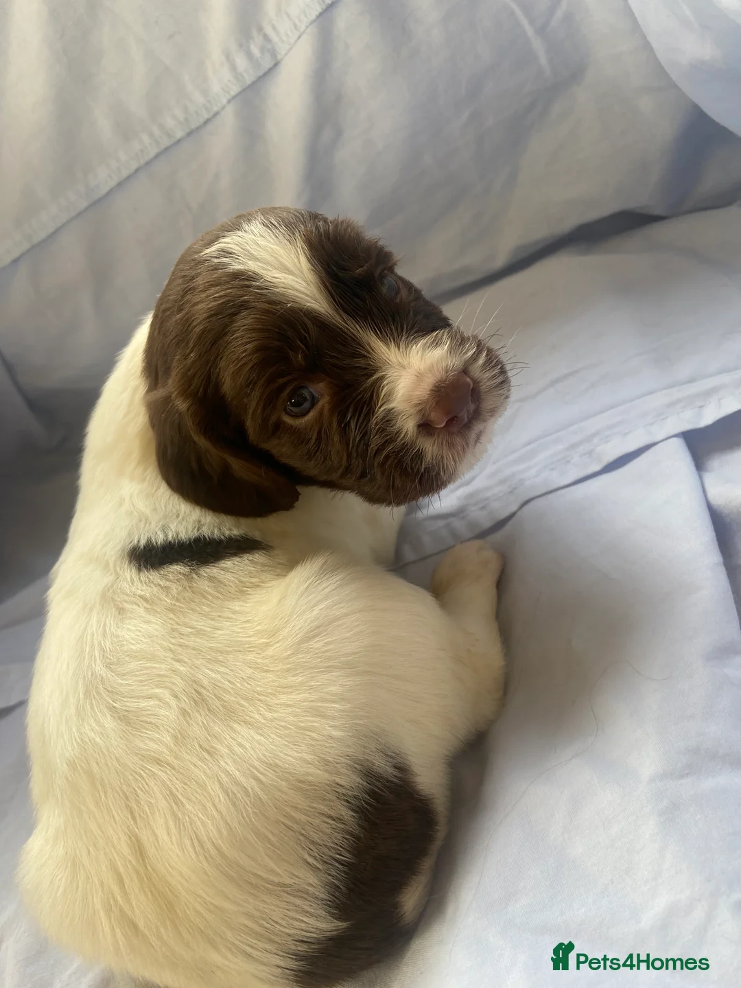 Cocker Spaniel dogs for sale: Working type Cocker Spaniel Puppies 🐶🐾  - Advert 4