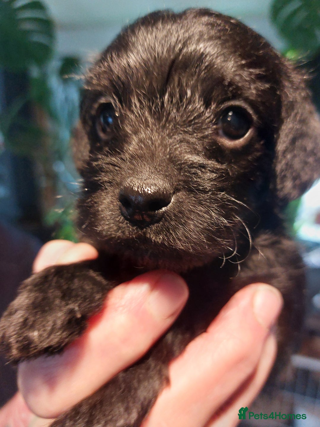 Jackapoo dogs for sale: Stunning jackapoo babies  - Advert 4