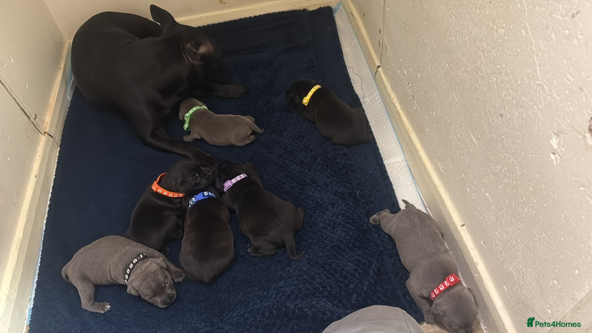 Staffordshire Bull Terrier dogs Stafford Bull Terrier Puppy’s  - Advert 1