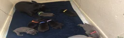 Staffordshire Bull Terrier dogs for sale: Stafford Bull Terrier Puppy’s  - Advert 1