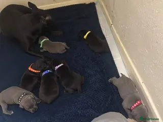Staffordshire Bull Terrier dogs Stafford Bull Terrier Puppy’s - Advert 1