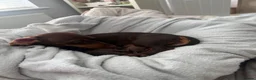 Miniature Dachshund dogs for sale: Beautiful Miniature Dachshund Puppies For sale  in Ormskirk - Advert 12