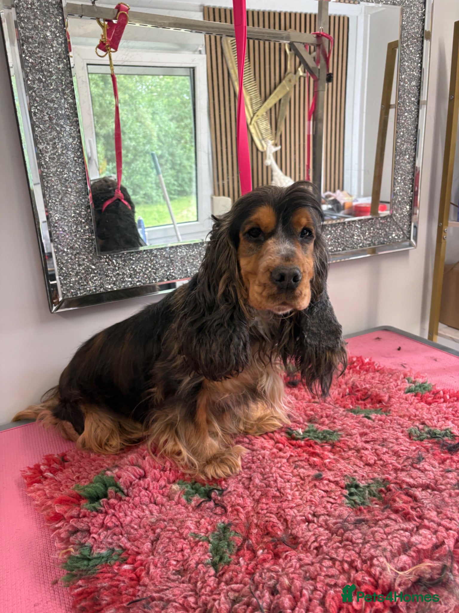 Cocker Spaniel dogs Looking for new homes - Advert 17