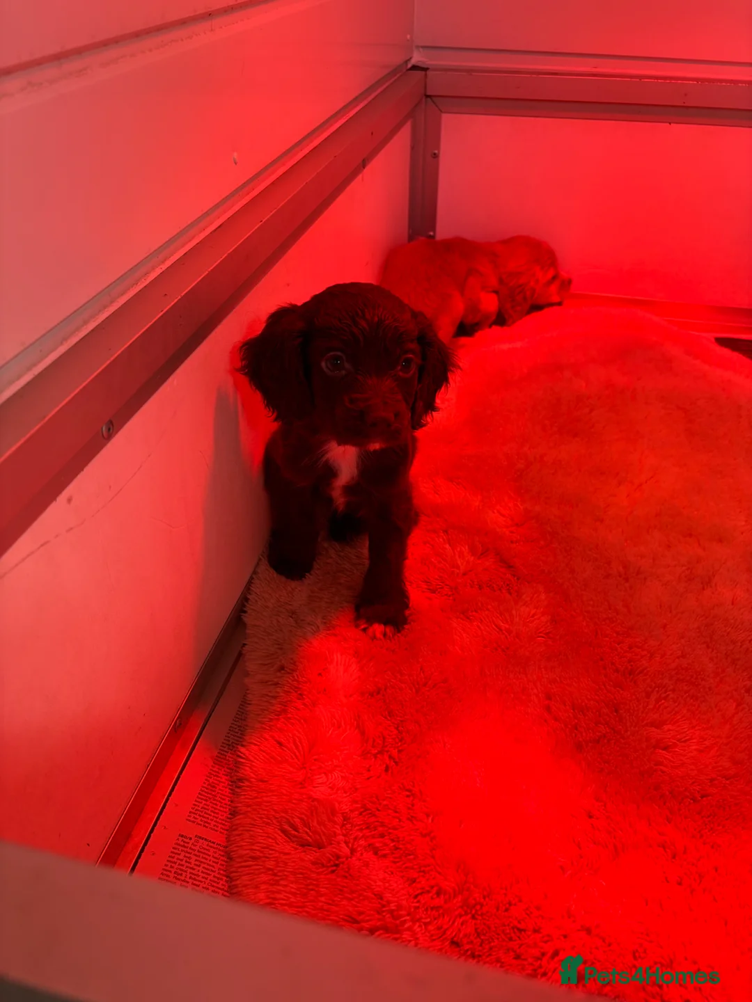 Cocker Spaniel dogs for sale: Cocker spaniels puppies  - Advert 15