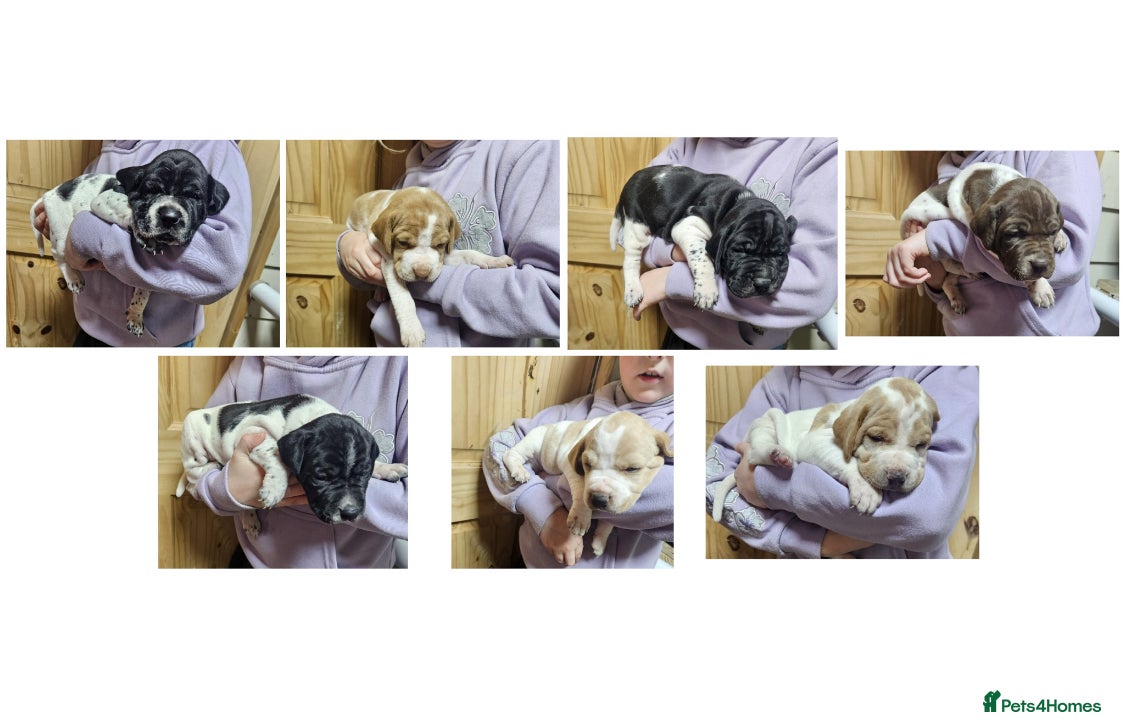 Pointer dogs English pointers - Advert 2