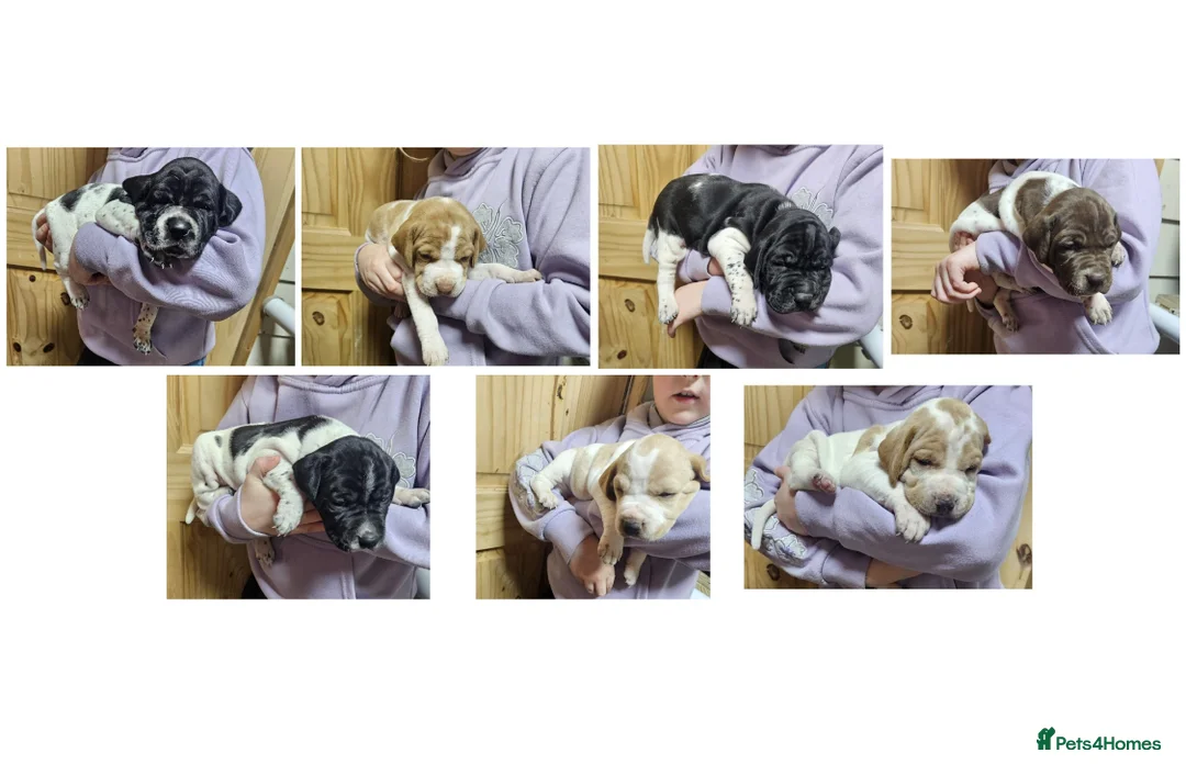 Pointer dogs for sale: English pointers - Advert 1