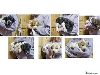 Pointer dogs English pointers - Advert 2