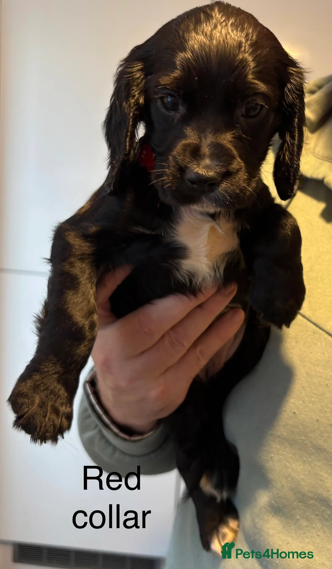 Cocker Spaniel dogs for sale: Cocker Spaniel Puppies  - Advert 5