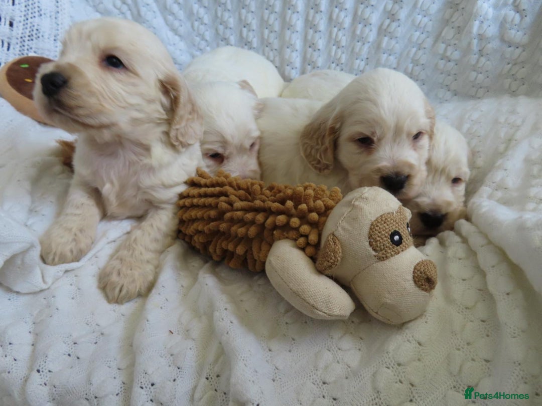 Cocker Spaniel dogs for sale: ❤️‍🔥❤️‍🔥💥Show Type Cocker Spaniel Puppies - Advert 13