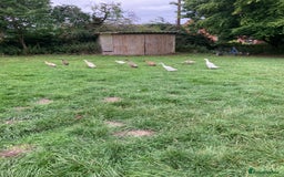 Ducks poultry for sale: Runner ducks, various ages - Image 6