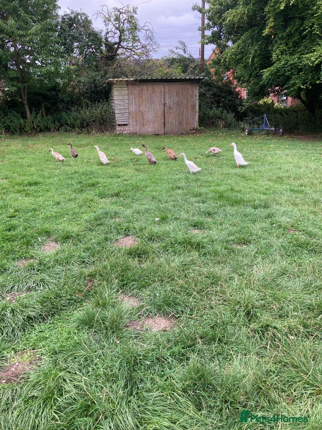 Ducks poultry for sale: Runner ducks, various ages - Image 6