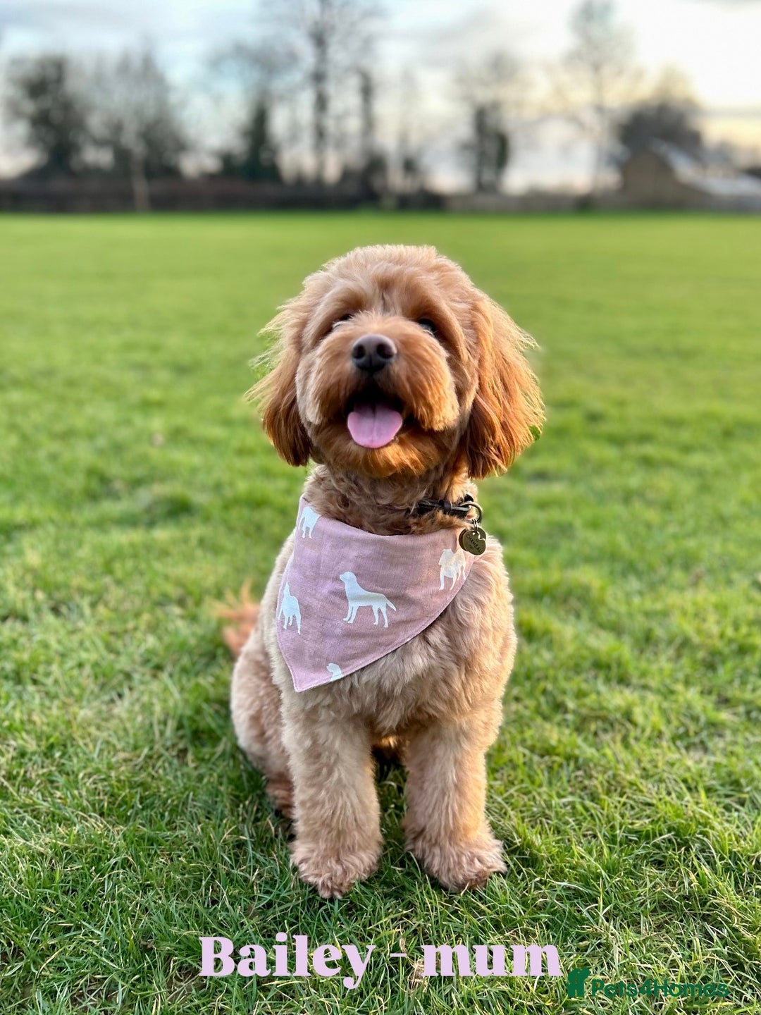 Goldendoodle dogs for sale: F1b Mini Goldendoodles - DNA/health tested - Advert 8