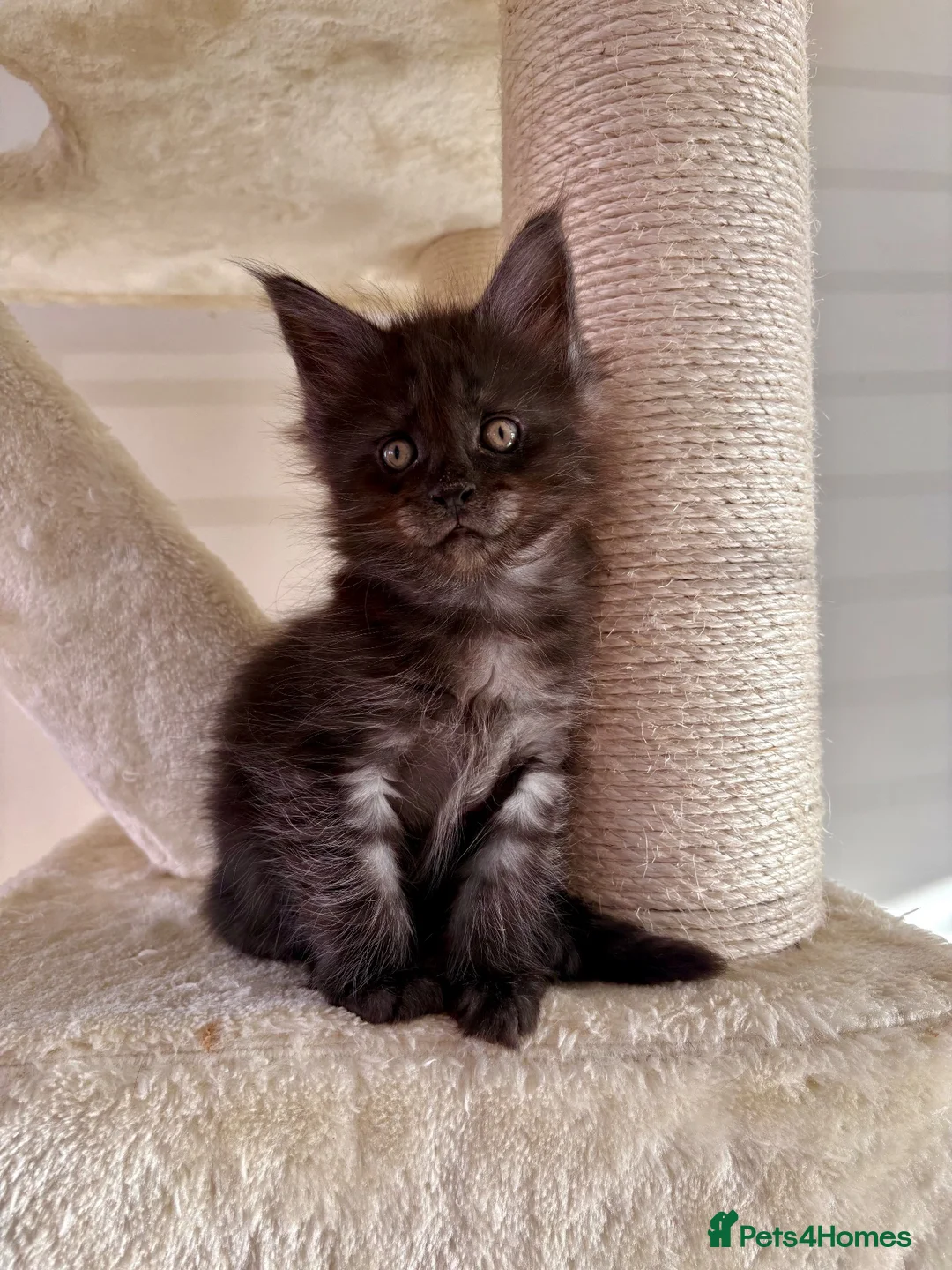 Maine Coon cats for sale: 🖤LAST BLACK SMOKE GIRL🖤 - Advert 16