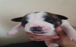 Staffordshire Bull Terrier dogs for sale: The Most Beautiful Staffy Puppies - Image 5