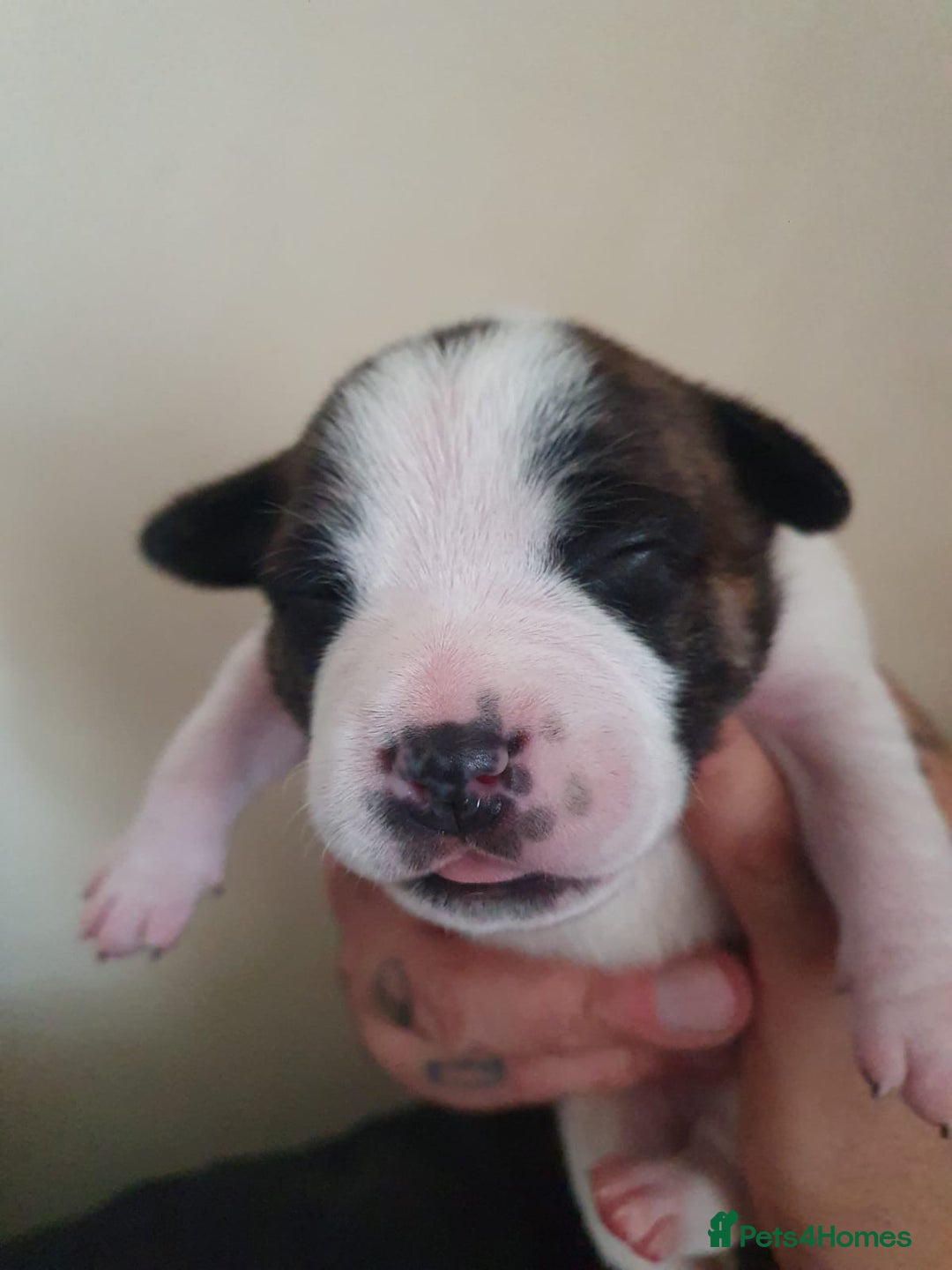 Staffordshire Bull Terrier dogs for sale: The Most Beautiful Staffy Puppies - Image 5