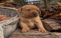 Labrador Retriever dogs for sale: Stunning litter of KC fox red labradors  - Advert 14