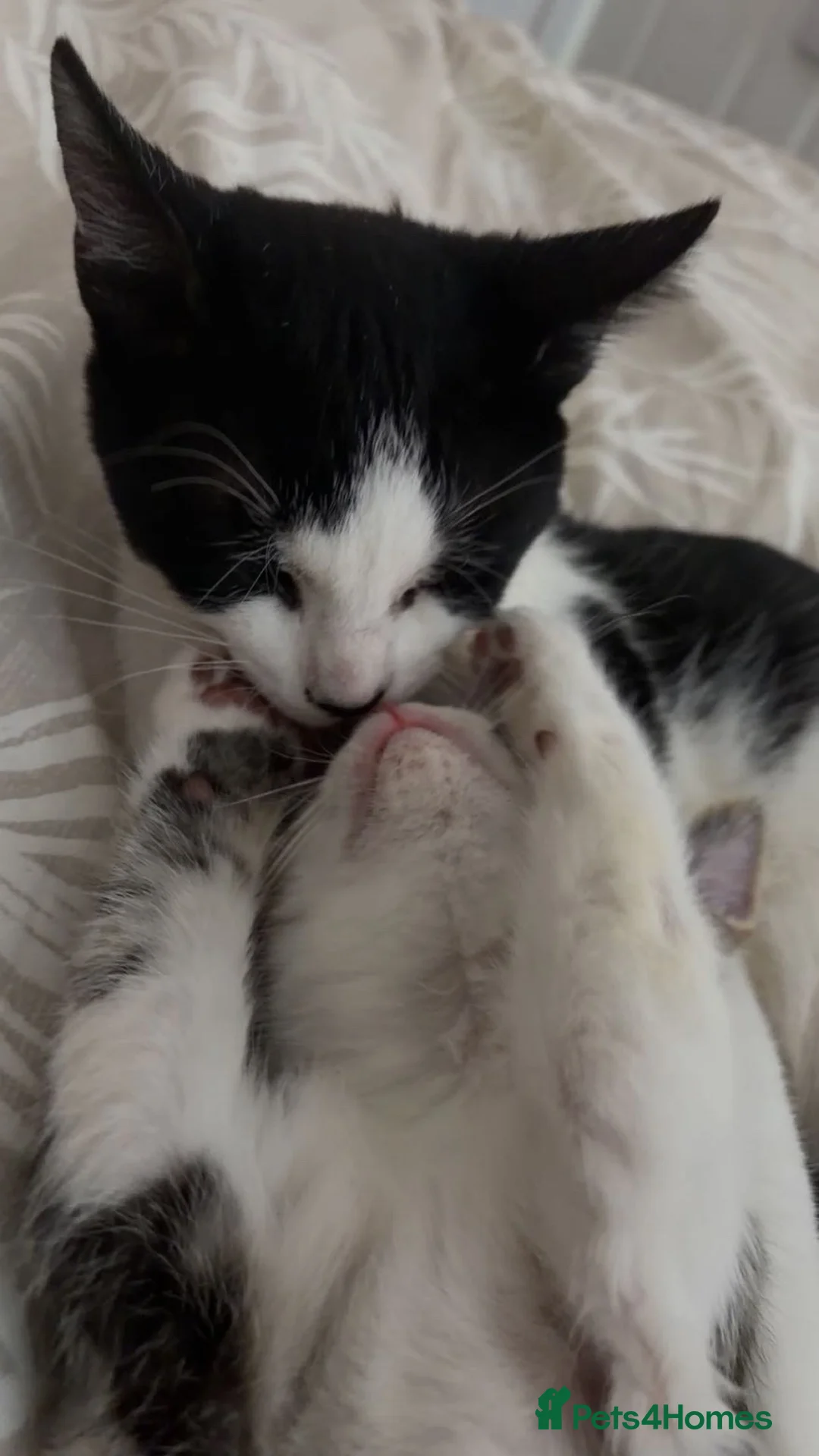 Mixed Breed cats for sale: 2 beautiful male cats for sale - Advert 1