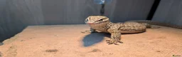 Monitor reptiles for sale: Ackie Monitor - Advert 6