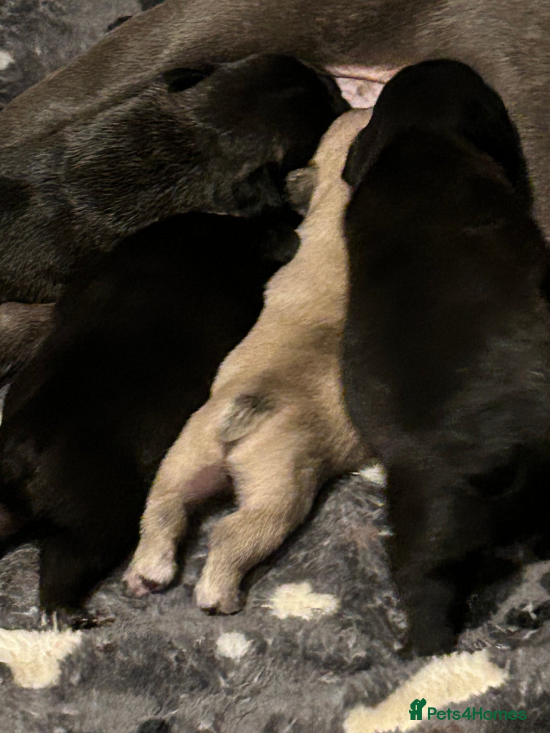 French Bulldog dogs for sale: 4 beautiful boys looking for forever homes - Advert 5