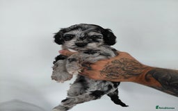 Doxiepoo dogs for sale: Beautiful fluffy Doxipoo puppies - Image 5
