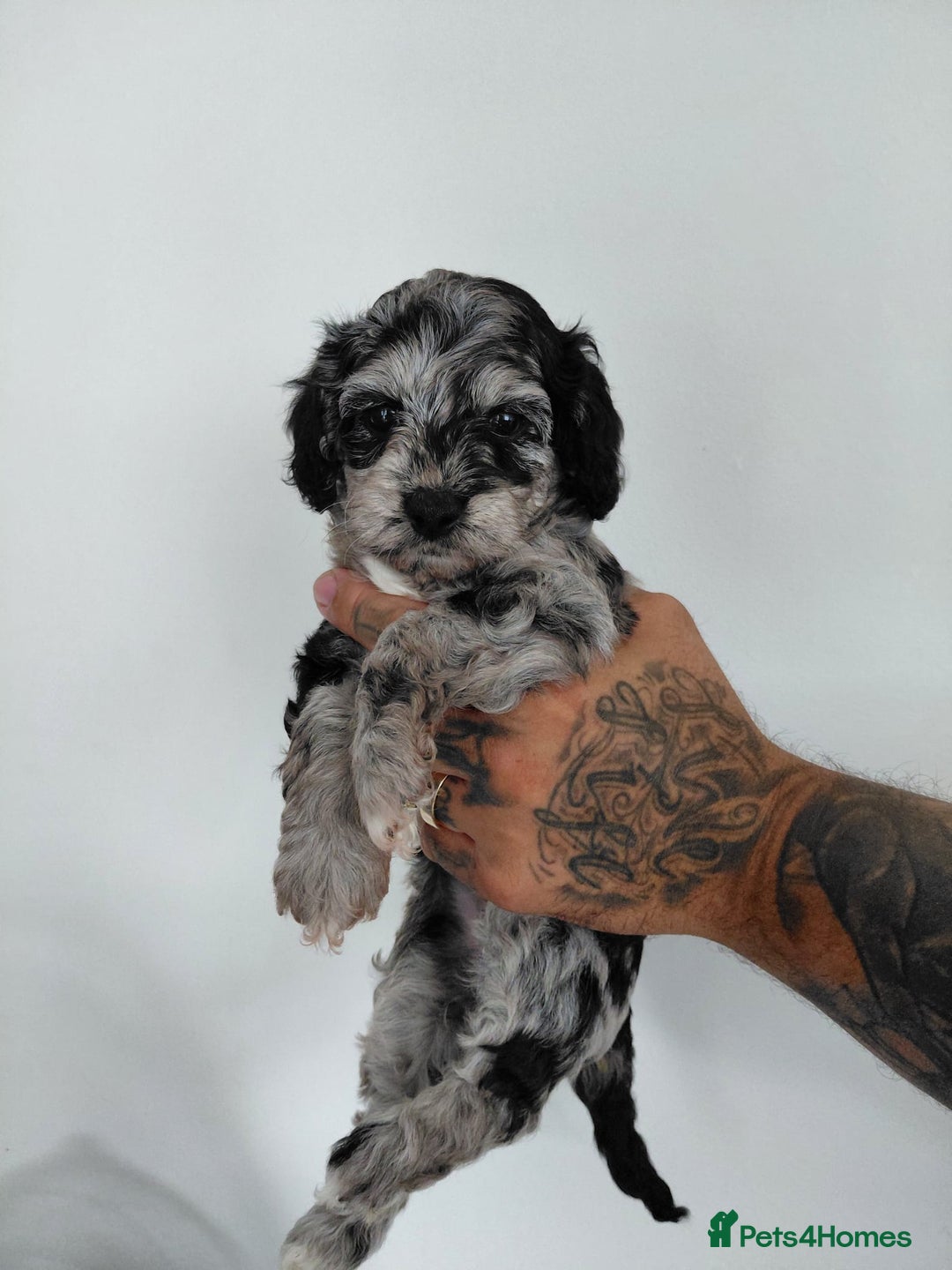 Doxiepoo dogs for sale: Beautiful fluffy Doxipoo puppies - Image 5