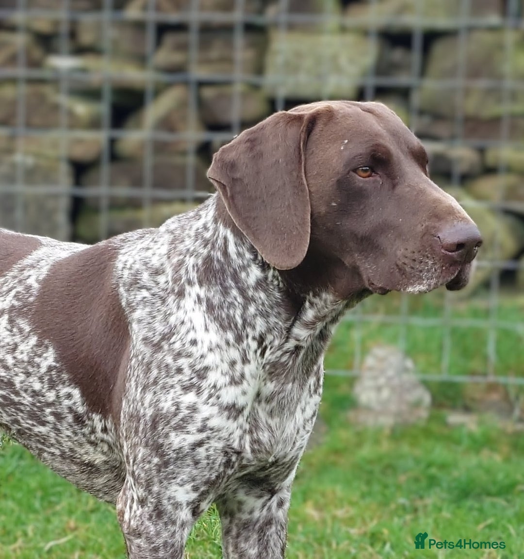 German Shorthaired Pointer dogs for stud: German Shorthaired Pointer at stud. in Skipton - Advert 2