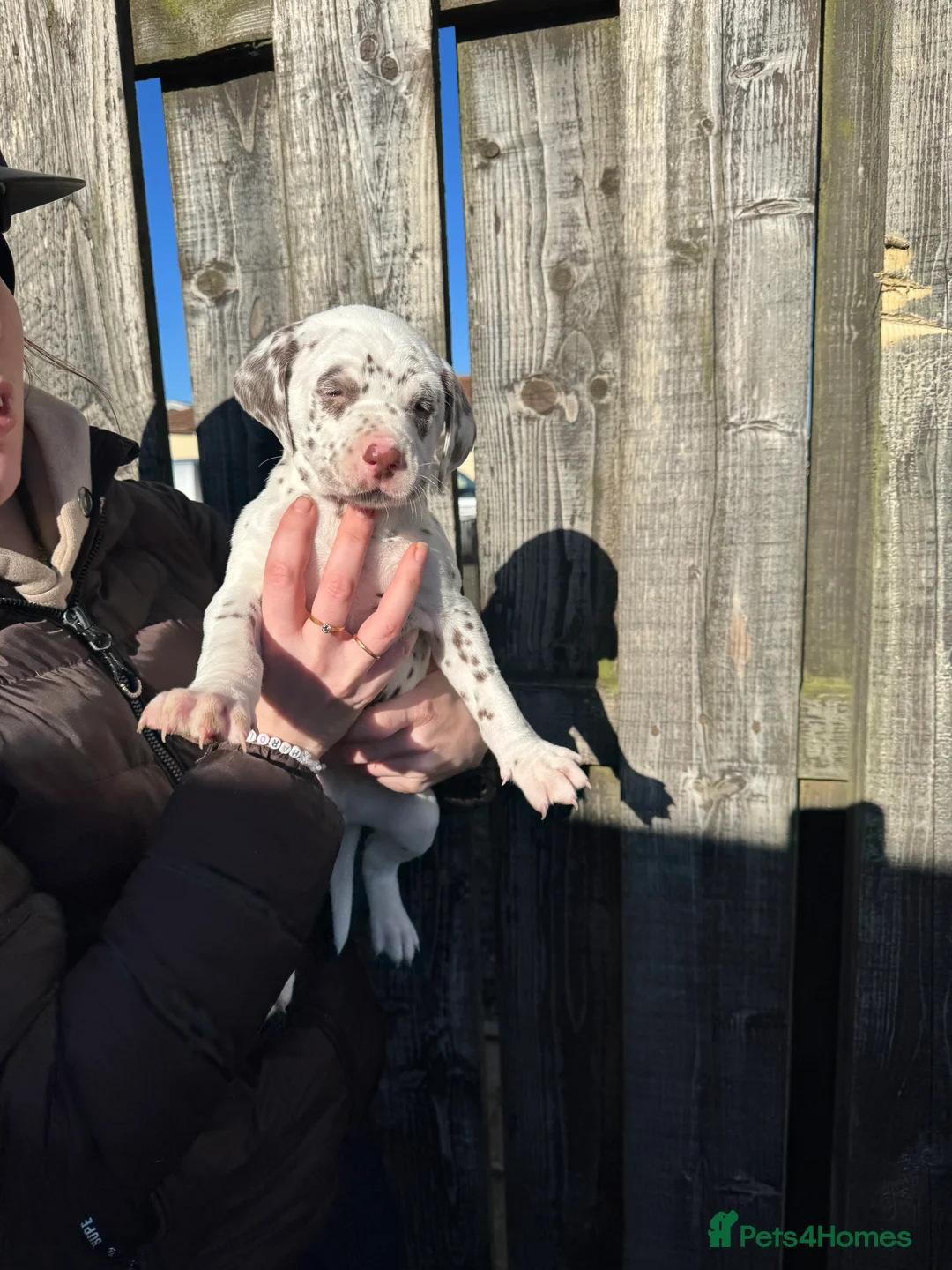 Dalmatian dogs for sale: Gorgeous Dalmatian Puppies 🐶  - Advert 4