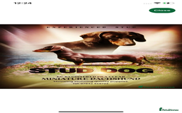 Miniature Dachshund dogs for sale: Minature daschund puppys - Image 6
