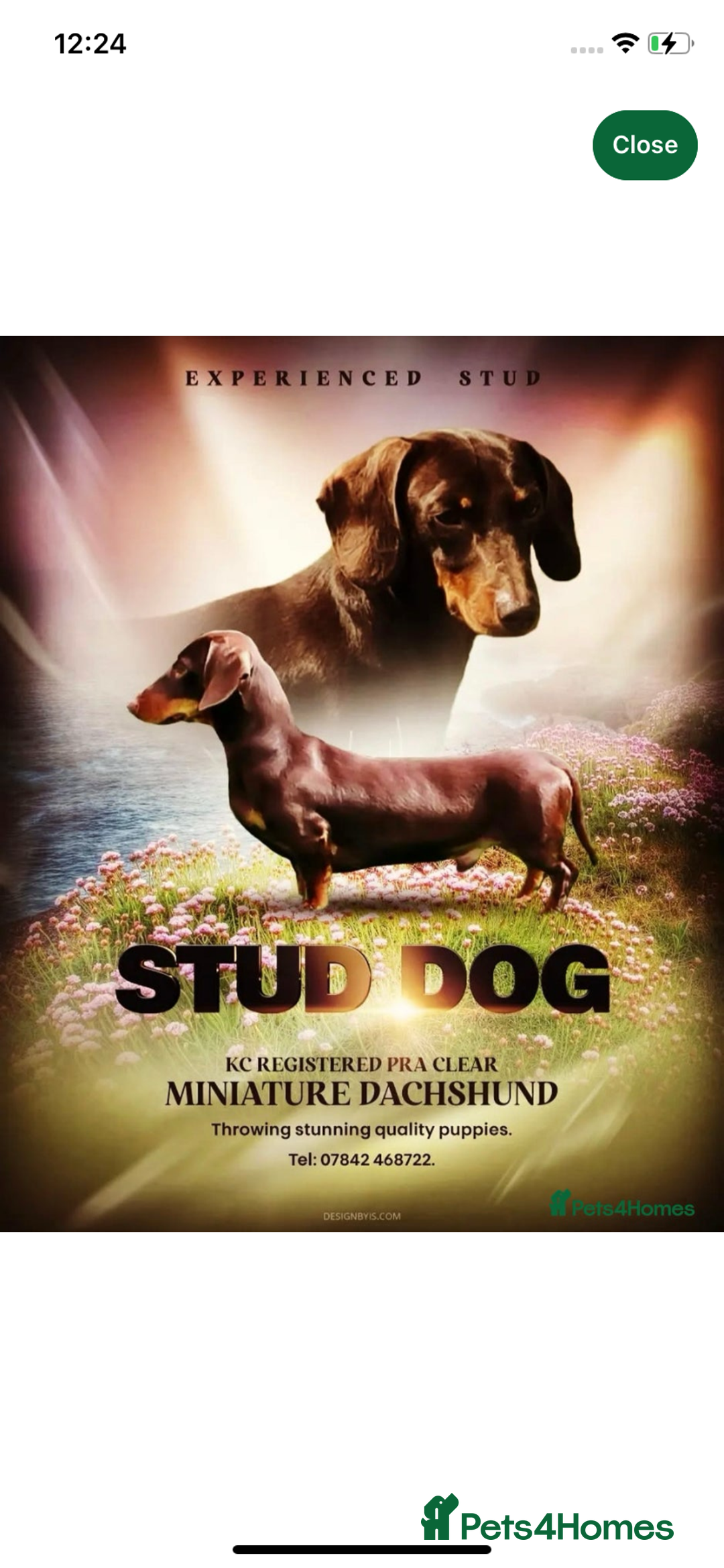 Miniature Dachshund dogs for sale: Minature daschund puppys - Image 6