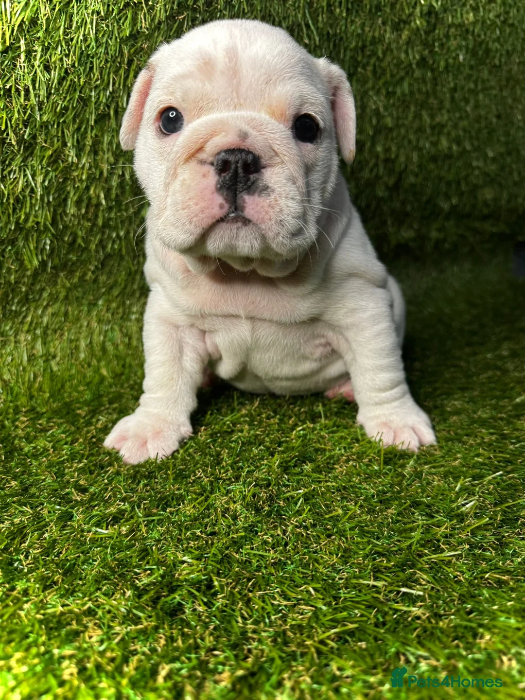 English Bulldog dogs for sale: English Bulldog Puppies - Advert 4