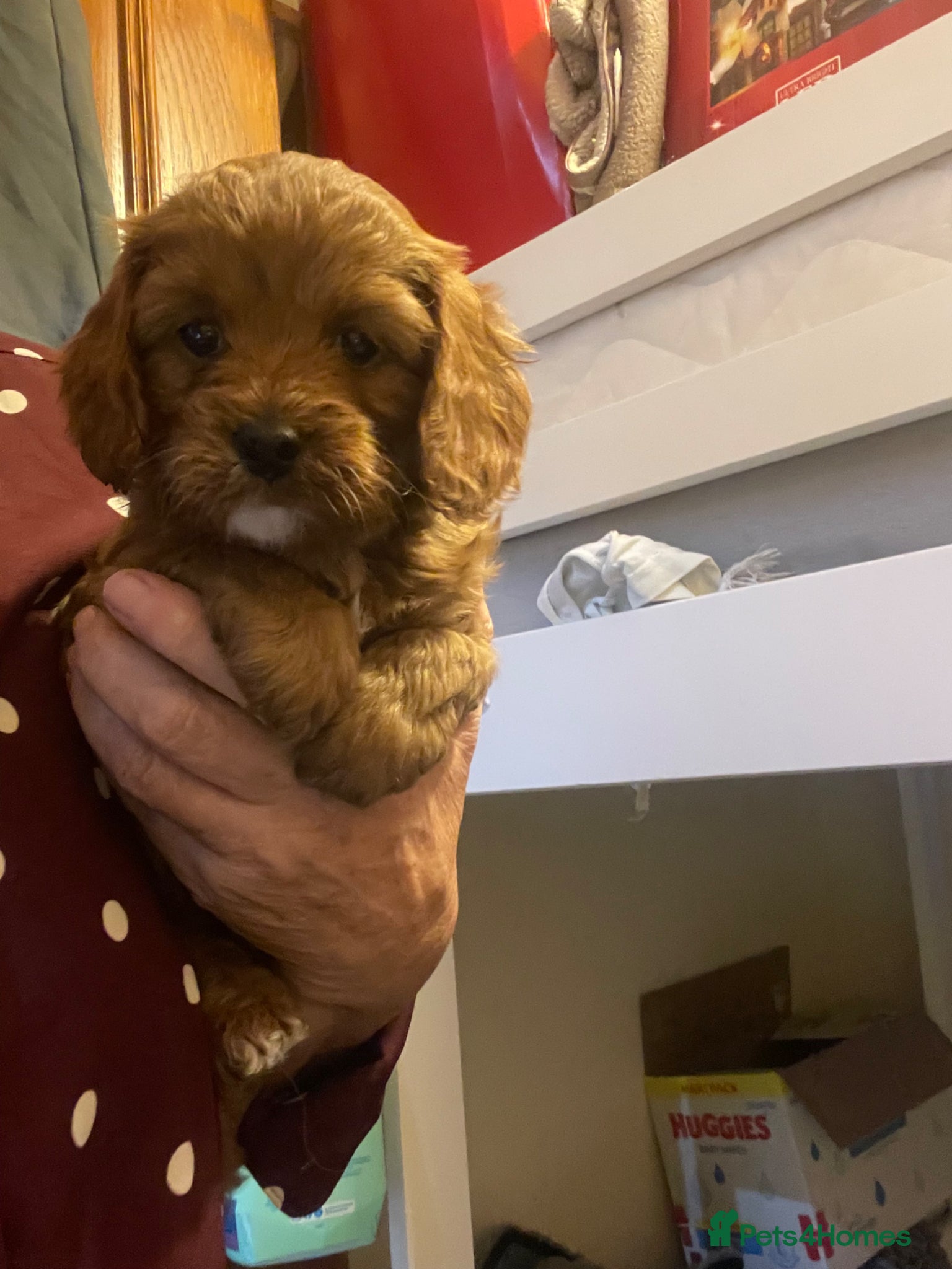 Cavapoo dogs Cavapoooo f1  - Advert 1