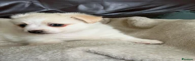 Pomeranian 1