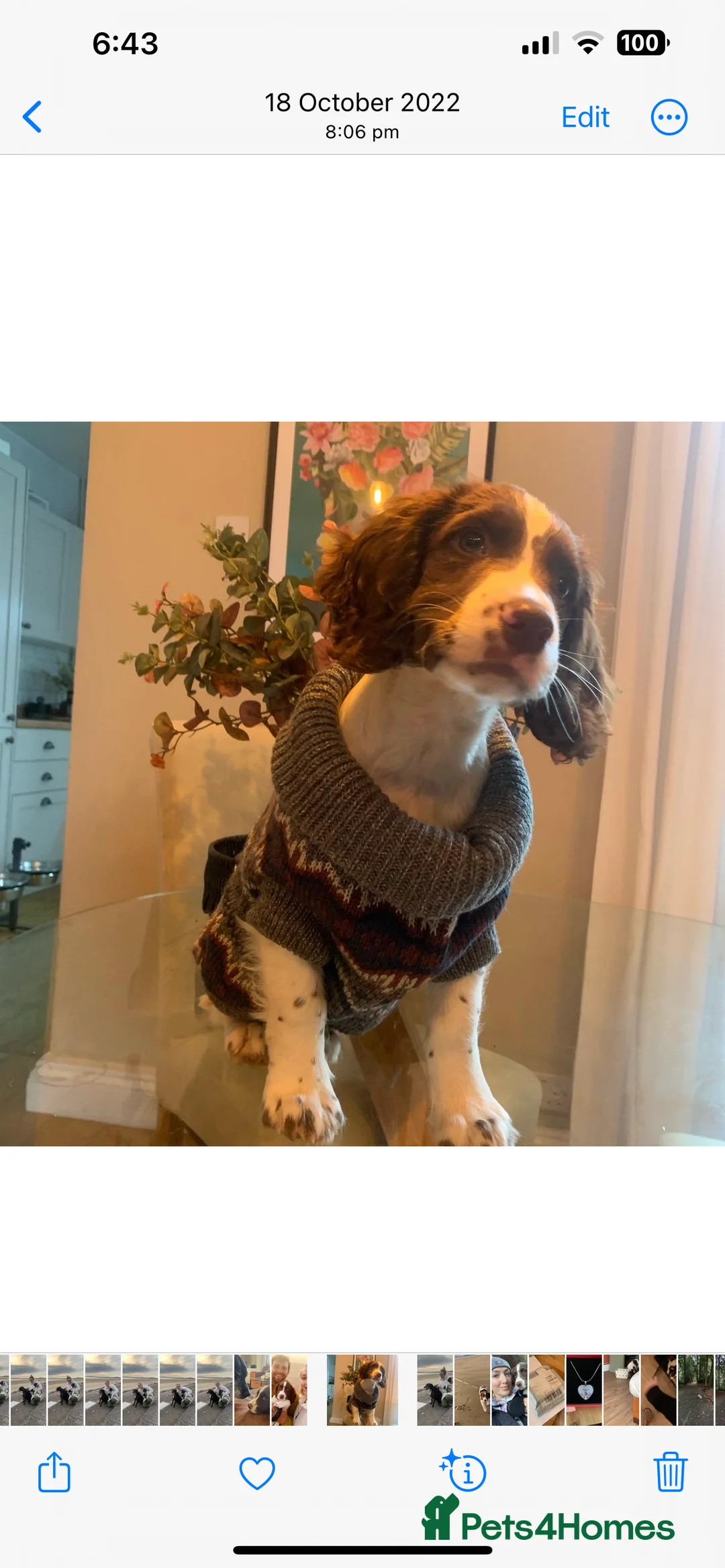 English Springer Spaniel dogs for stud: KC reg Working line springer spaniel stud  in Ammanford - Advert 9