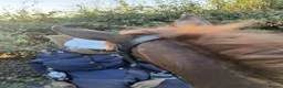 Other Breed horses for sale: Super smart potential PC/RC/Event/Allrounder - Advert 9
