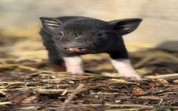Pig livestock for sale: Stunning Mini Pigs - Image 6