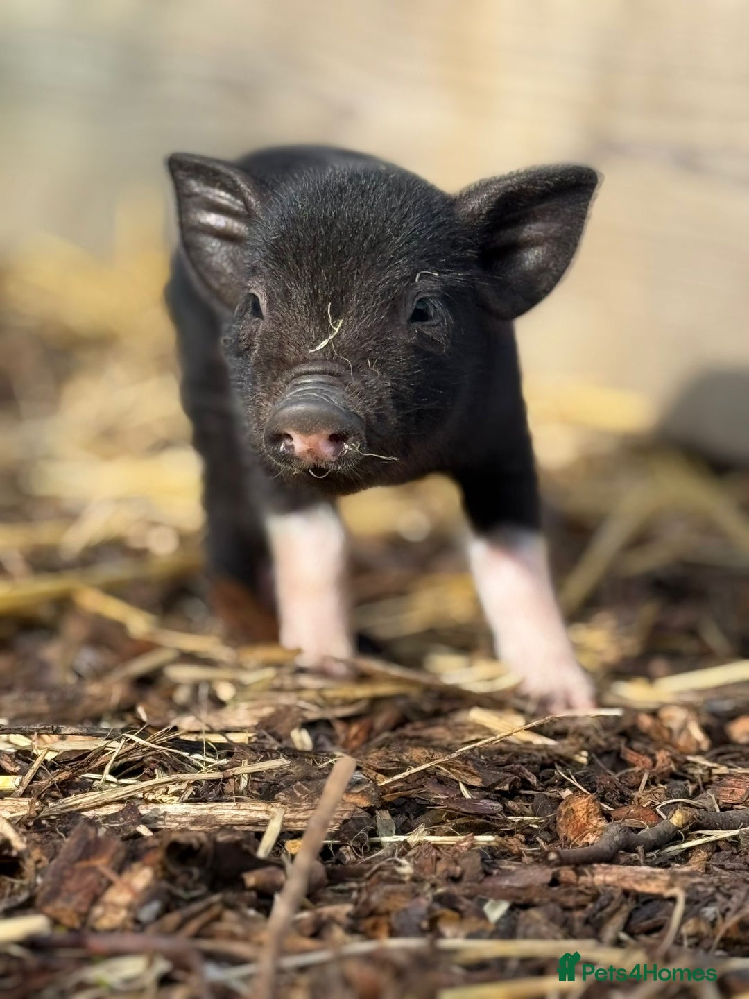 Pig livestock for sale: Stunning Mini Pigs - Image 6