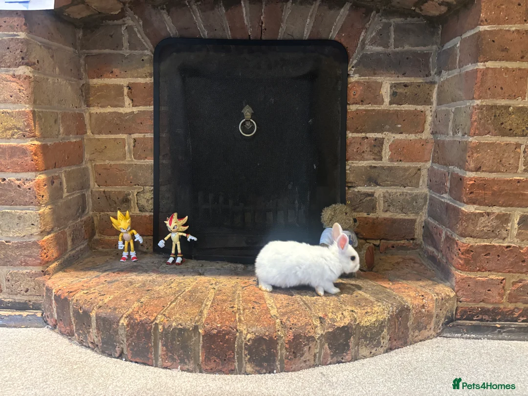 Mixed Breed rabbits for sale: Dwraf bunnies for sale  - Advert 5