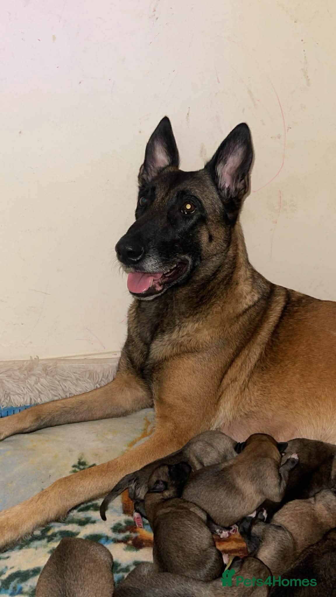 Mixed Breed dogs Belgian Malinois X Greyhound  - Advert 8