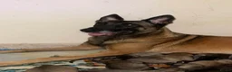 Mixed Breed dogs for sale: Belgian Malinois X Greyhound  - Advert 2