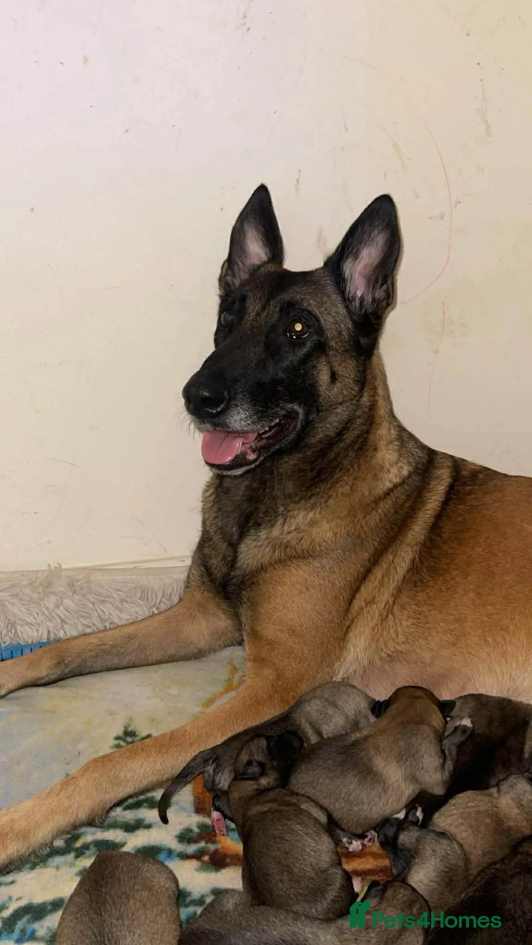 Mixed Breed dogs for sale: Belgian Malinois X Greyhound  - Advert 2