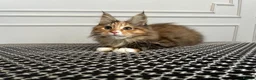 Maine Coon cats for sale: Beautiful Female Mainecoon - Advert 2