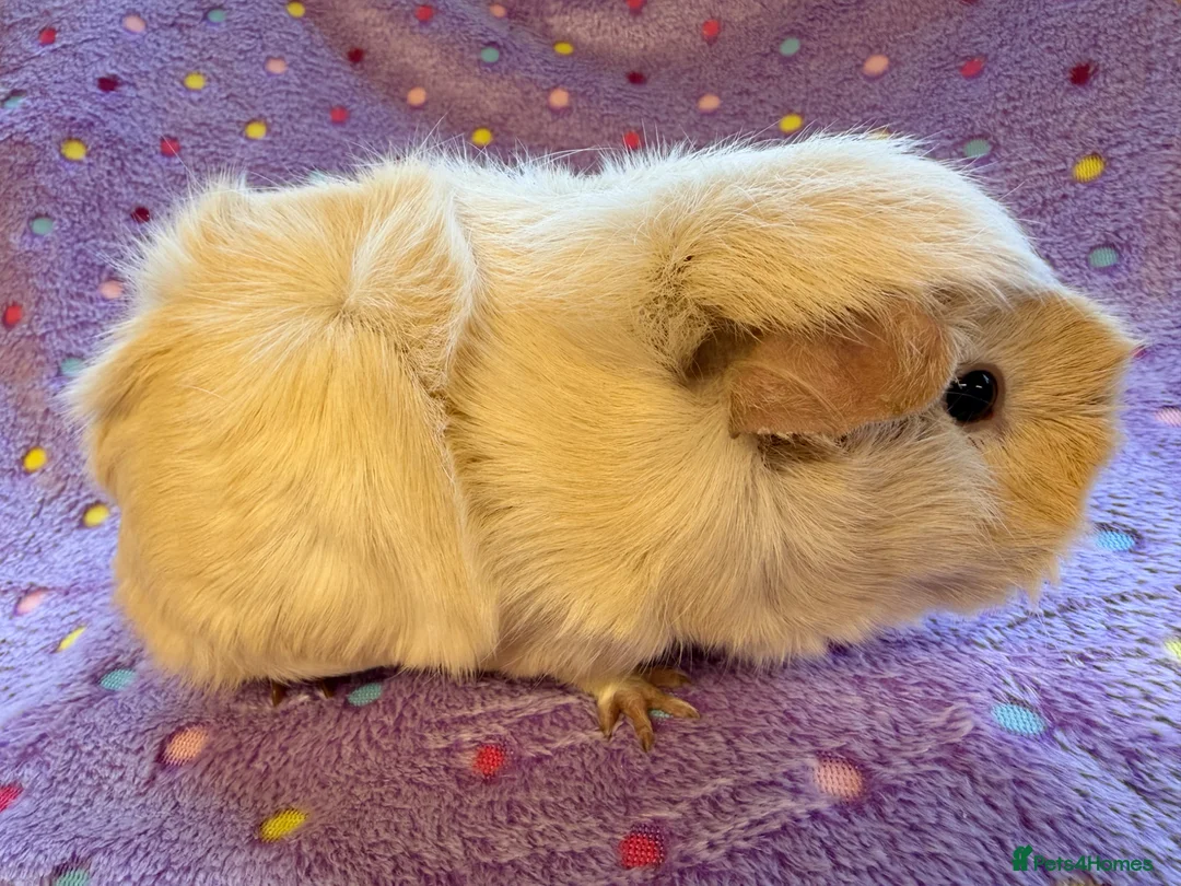 Guinea Pig rodents for sale: Beautiful Adult retired sows - Advert 2